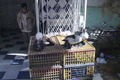 Ducks for sale in Gizah Cairo Egypt