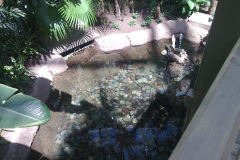 Turtles inside Gaylord Palms, Orlando, Florida, USA