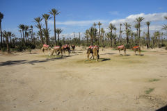 Camels and palms in Marrakesh, Morocco
