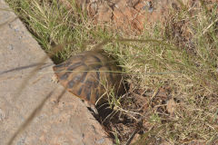 A turtle at the road between Sidi Ifni and Tafraoute, Morocco