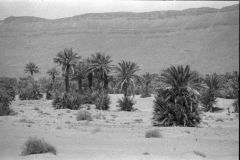 Palms in the Draa Valley, Morocco