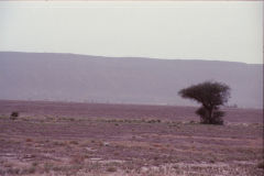 Desert landscape between Zagora and Mhamid, Morocco