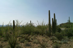 Landscape in Saguaro National Park Arizona, USA
