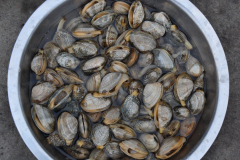 Mussels at the beach in Dalian, China