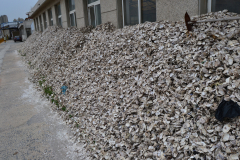 Mussel shells somewhere at the ocean in Dalian, China