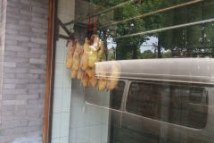 Ducks hanging around in Beijing, China