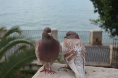 Two pigeons in Syracuse on Ortygia, Sicily, Italy
