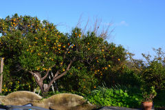 Orange trees in the garden of our house in Sicily, Italy
