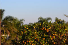 Ripe oranges in the garden of our house in Sicily, Italy