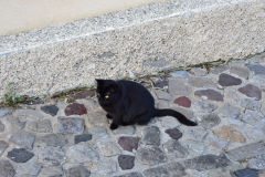 A cat on Lipari Island, one of the Aeolian Islands in the Tyrrhenian Sea, Italy