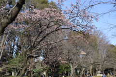 Flowering tree in spring in Tokyo, Japan