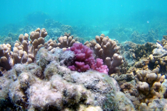 Corals at Turquoise Beach in the Cape Range National Park at the Ningaloo Reef, Western Australia