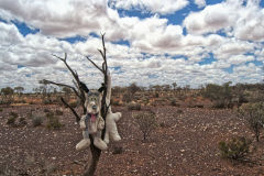 Strange things near Mount Magnet in the Outback of Western Australia