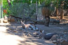 A kangaroo in the Taronga Zoo, Sydney, Australia