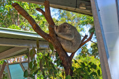 A koala in the Taronga Zoo, Sydney, Australia