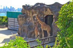Giraffes in the Taronga Zoo, Sydney, Australia