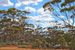 Landscape near Kalgoorlie in Western Australia