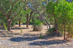 Bush landscape near Perth in Western Australia
