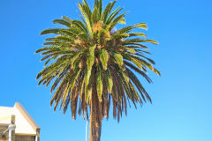 A nice palm at the harbour of Fremantle, Western Australia