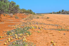 Toxic little melons at the roadside at Shark Bay in Western Australia