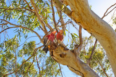Two cockatoos at a campsite in Carnarvon, Western Australia