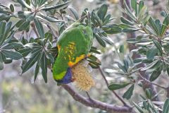 A parrot at South Head Sydney, Australia