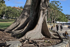 A tree at Watsons Bay at South Head, Sydney, Australia