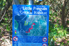 Little Penguin Critical Habitat at Collins Flat Beach in Sydney, Australia