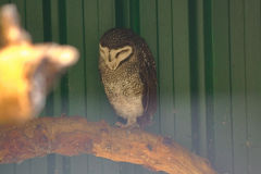An Owl at the Featherdale Wildlife Park in Blacktown near Sydney, Australia