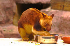 An unknown animal at the Featherdale Wildlife Park in Blacktown near Sydney, Australia