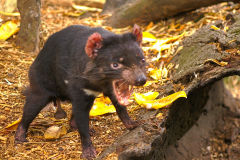 A Tasmanian Devil at the Featherdale Wildlife Park in Blacktown near Sydney, Australia