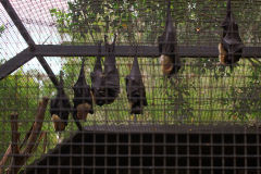 Bats at the Featherdale Wildlife Park in Blacktown near Sydney, Australia