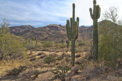 Landscape in the White Tank Mountain Regional Park near Phoenix, Arizona, USA