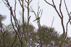 A bird at Heimat Chalets New Norfolk in Tasmania