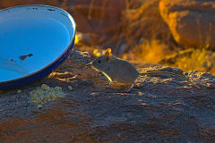 Desert mice  at Valley of a Thousand Hills Campsite in Namibia