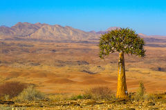 Desert landscape  and Quiver Tree at Valley of a Thousand Hills Campsite in Namibia