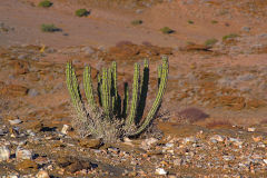 A cactus at Valley of a Thousand Hills campsite in Namibia