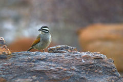 A bird at Valley of a Thousand Hills campsite in Namibia