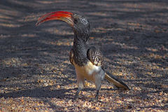 A bird at Spitzkoppe in Namibia