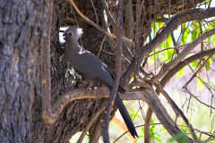 A unknown bird in the Himba region of Namibia