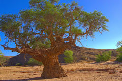 A tree with cancer in the himba region of Namibia