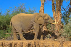 A desert elephant in the himba region of Namibia