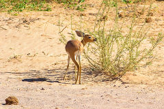 A springbok in the himba region of Namibia