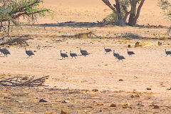 Unknown birds in the himba region of Namibia