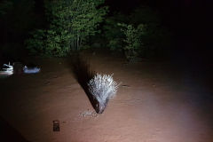 Porcupine in the dark at Porcupine camp site near Kamanjab in Namibia