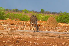 An unknown animal at a water hole in Etosha National Park Namibia.