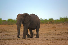 An elephant in Etosha National Park Namibia