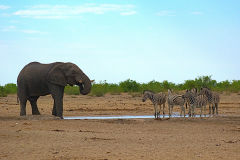Zebras and an elephant at a water hole in Etosha National Park Namibia.