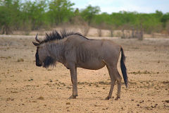A wildebeest at Etosha National Park Namibia
