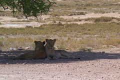 Lions under a tree in the shade in Etosha National Park Namibia